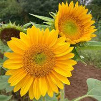 Sunrich Gold – Sunflower Seed