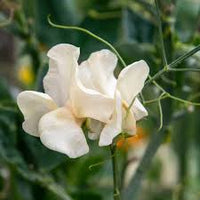 Spencer Ice Cream – Sweet Pea Seed