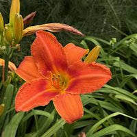 Alabama Jubilee Daylily