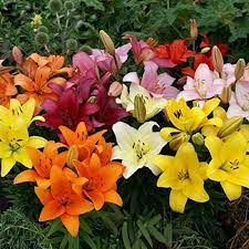 Lilium Mix Color Bulb