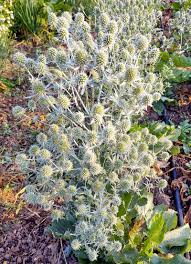 White Glitter – Eryngium Seed