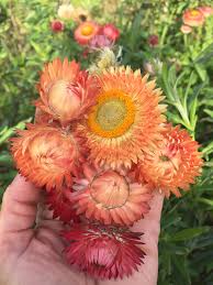 Apricot/Peach Mix – Organic Strawflower Seed