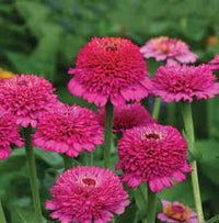 Zinnia- Zinderella Purple