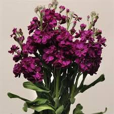 Katz Purple – Stock Seed