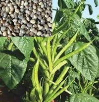 Guar Pusa Nova Vegetable Seeds