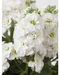 Quartet White – Stock Seed