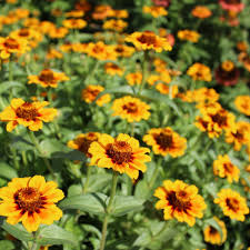 Zinnia- Soleado