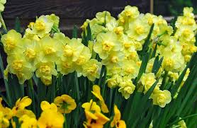 Yellow Cheerfulness – Narcissus