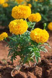 Giant Yellow – Marigold Seed