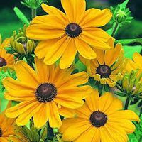 Indian Summer – Rudbeckia Seed