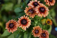 Black Eyed Susan- Sahara