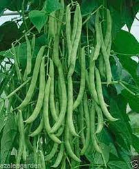 France Beans Selection Vegetable Seeds