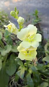 Chantilly Cream Yellow – Snapdragon Seed