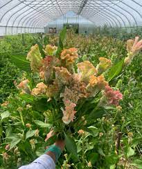 Crystal Beauty – Celosia Seed