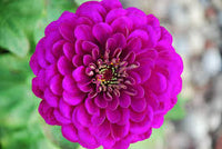 Zinnia- Benary's Giant Purple