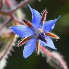 Borage