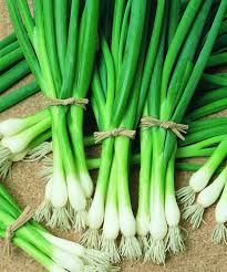 Spring Cut Bunching Onion Vegetable Seeds