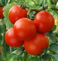 Tomato Round Vegetable Seeds