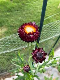 Purple Red – Strawflower Seed