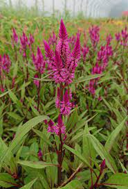 Celway Purple – Celosia Seed