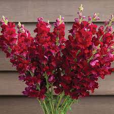 Chantilly Velvet – Snapdragon Seed