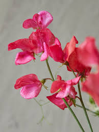 Elegance Watermelon – Sweet Pea Seed