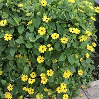 Thunbergia- Black-eyed Susan Mix