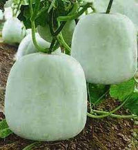 Ash Gourd, Methai Petha, Agri Petha Vegetable Seeds