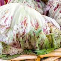 Bel Fiore – Radicchio Seed