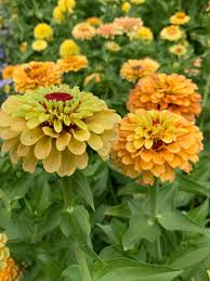 Zinnia- Queeny Lemon Peach