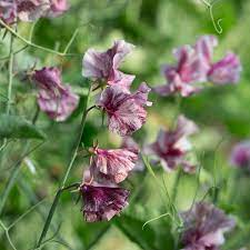 Streamers Chocolate – Sweet Pea Seed