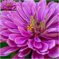 Zinnia- Violet Queen