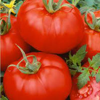 Tomato Marglobe Organic Vegetable Seeds