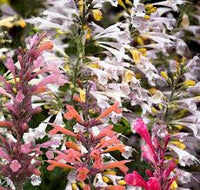 Agastache- Fragrant Delight Mix