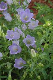 Champion Lavender – Campanula Seed