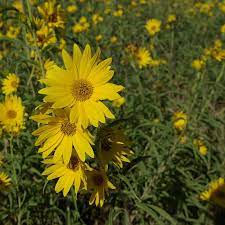 Maximilian – Perennial Sunflower Seed