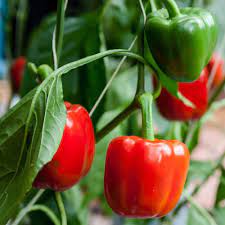 Capsicum California Wonder Vegetable Seeds