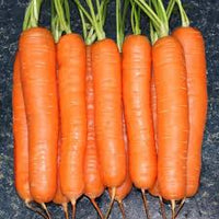 Yaya – Organic Carrot Seed