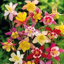 Aquilegia- McKana Giants Mix