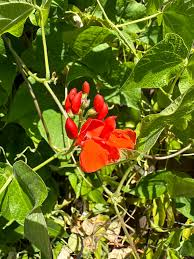 Scarlet Runner Bean – Flower Seed