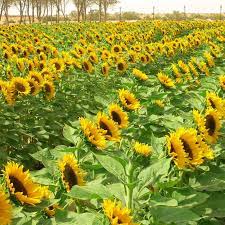 Winter Zohar – Organic Sunflower Seed