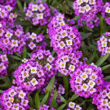 Alyssum- Royal Carpet