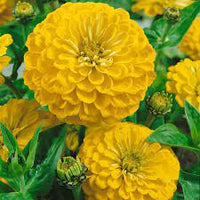 Zinnia- Benary's Giant Golden Yellow