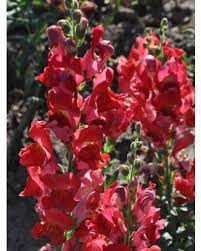 Maryland Flamingo I–II – Snapdragon Seed