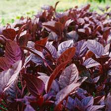 Red Amaranth, Red Cholai Vegetable Seeds