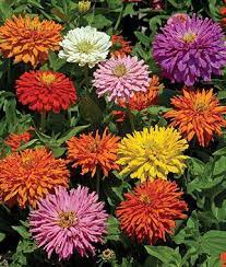 Zinnia- Burpeeana Mix