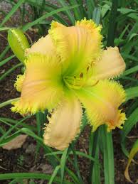 Daylily Lovers Blend