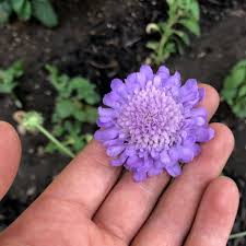 Oxford Blue – Scabiosa Seed