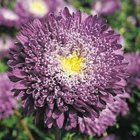 Aster- Benary's Princess Blue