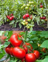 Tomato Hybrid Sachriya Vegetable Seeds